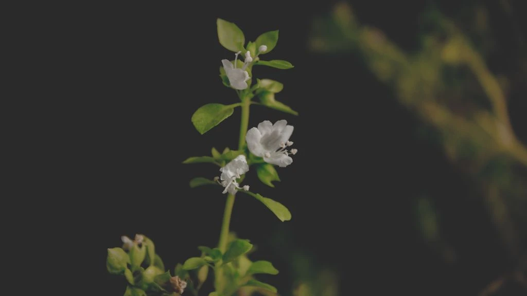 Página de herbário com plantas medicinais brasileiras dispostas sobre papel pardo, em estilo de prancha científica editorial