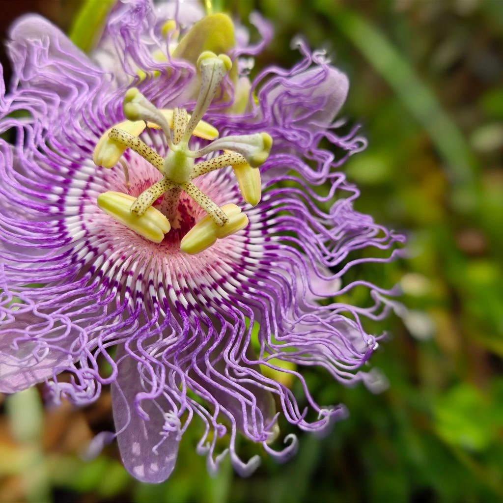 Ilustração botânica científica do maracujá Passiflora incarnata com flor característica e folhas trilobadas