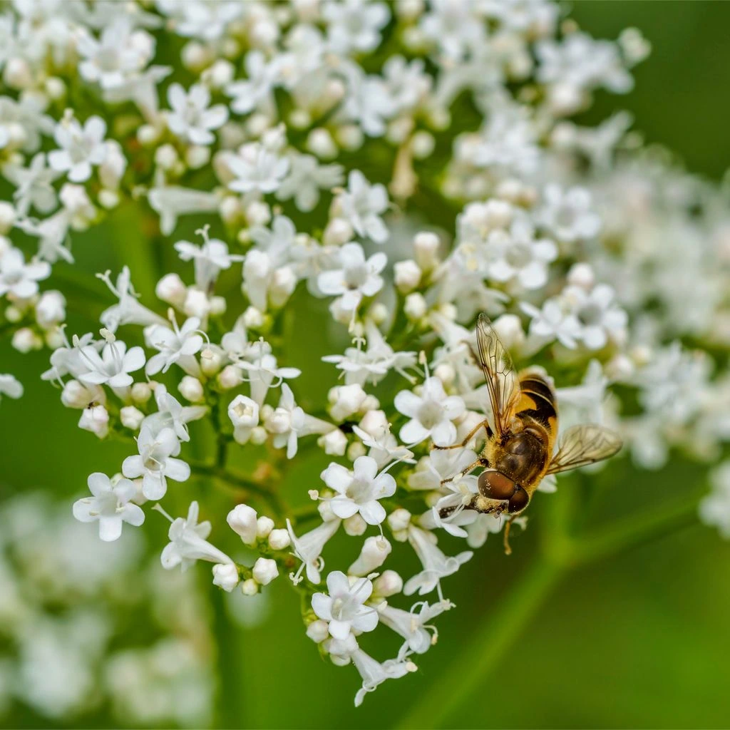 Ilustração botânica científica da valeriana Valeriana officinalis com sistema radicular e folhas pinadas