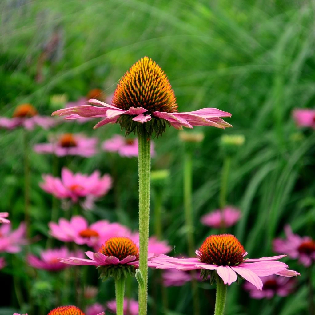 Ilustração botânica científica da equinácea Echinacea purpurea com inflorescência e folhas lanceoladas
