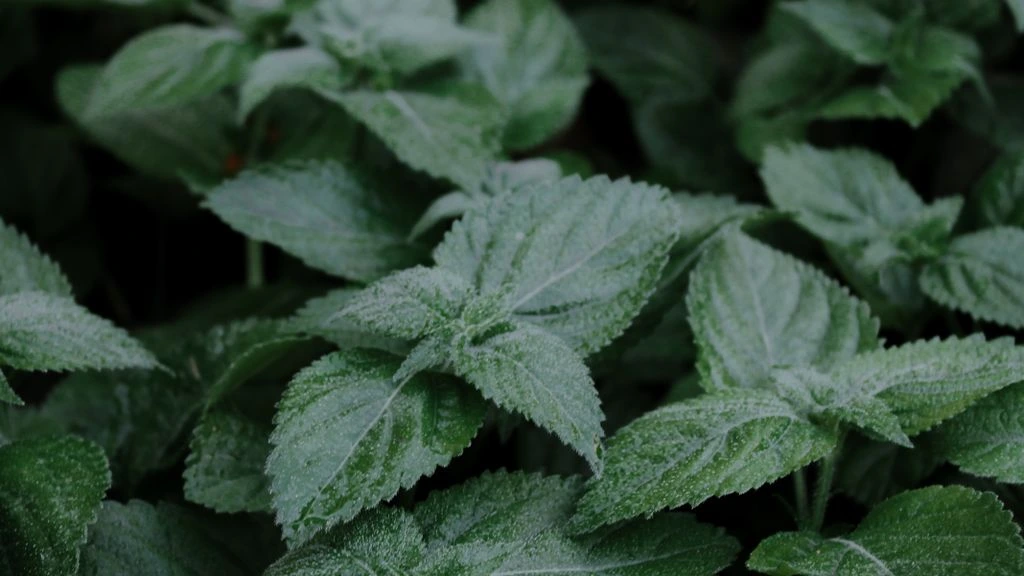 Hastes de Melissa officinalis sobre pergaminho envelhecido, em estilo de prancha de herbário científico.