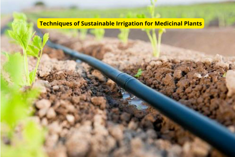 Techniques of Sustainable Irrigation for Medicinal Plants